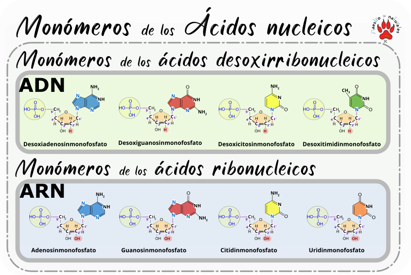 04.04 Clasificación de los ácidos nucleicos
